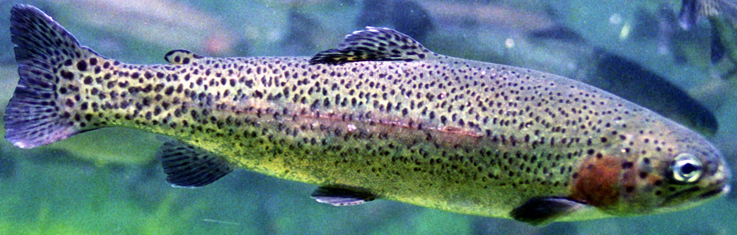 The rainbow trout (Oncorhynchus mykiss) - Kaieteur News