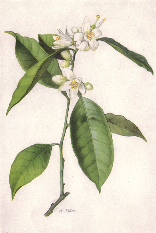 Orange blossom - Wikipedia