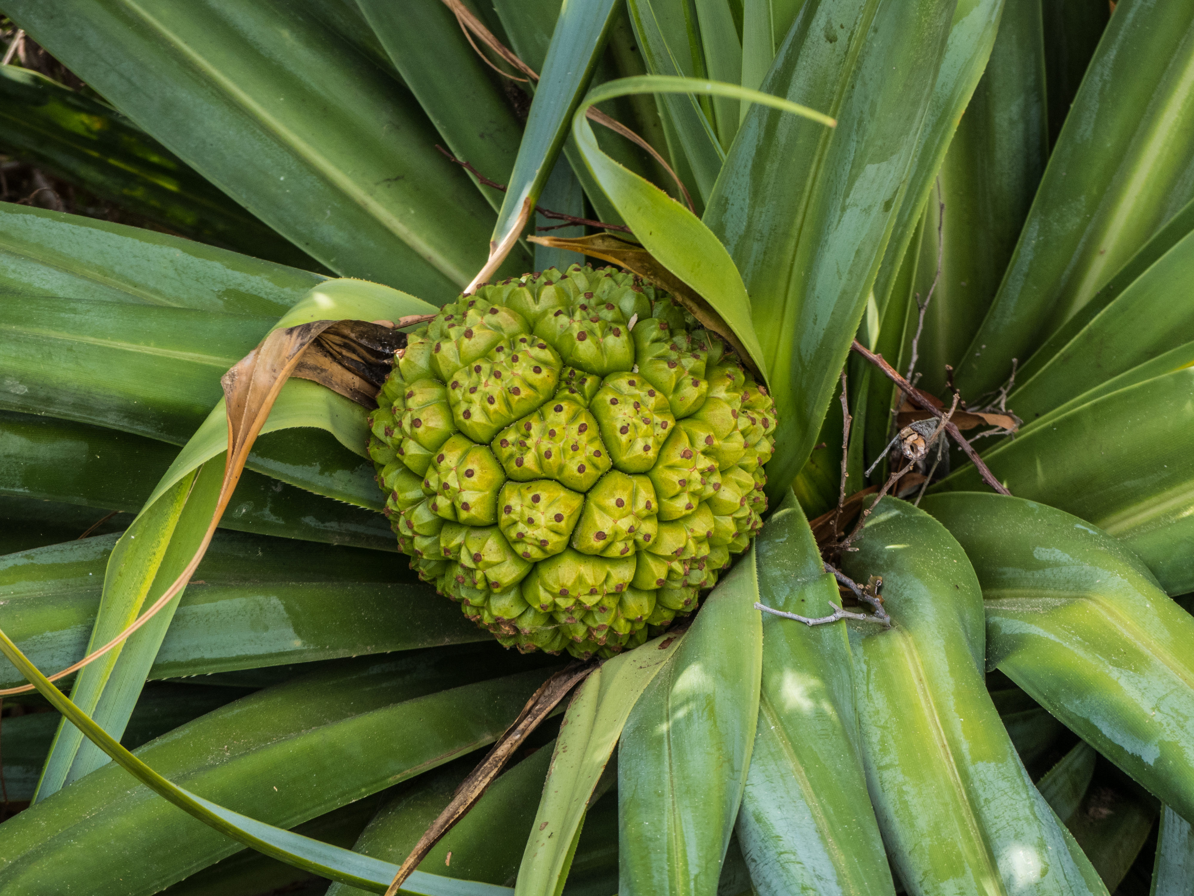 Pandanus tectorius variegatus