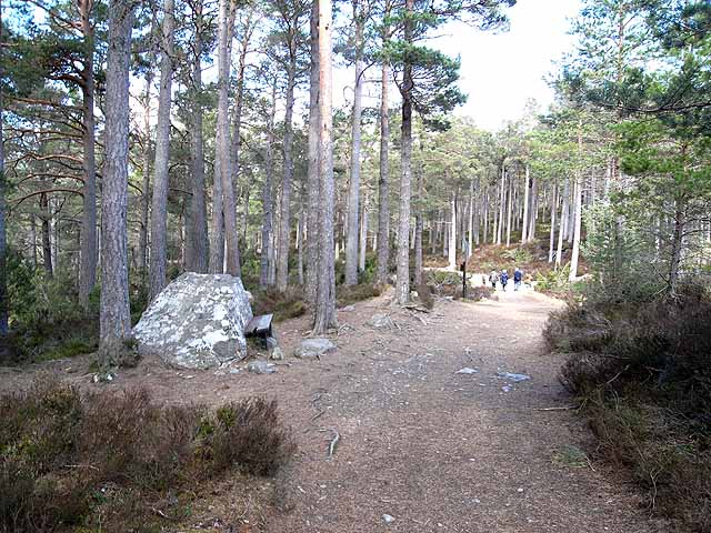 Path round Loch an Eilein - geograph.org.uk - 1903593