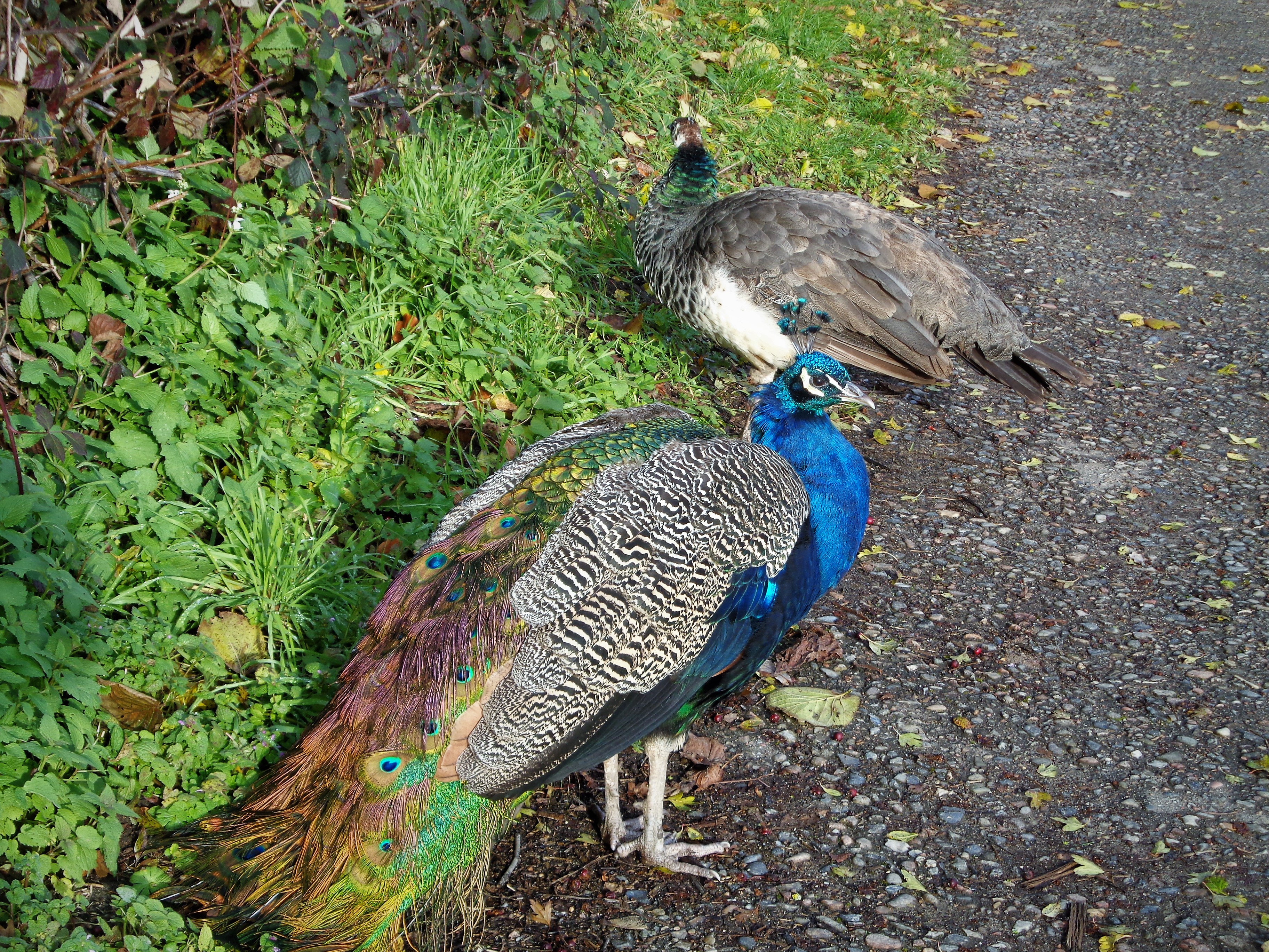 File Pfauen In Molfsee Jpg Wikimedia Commons