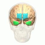 Zerebrale Pole ﻿Polus frontalis ﻿Polus temporalis ﻿Polus occipitalis