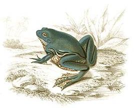 Great harlequin frog (Pseudis paradoxa)