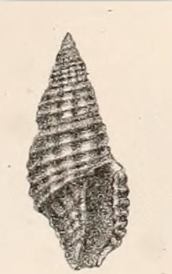 Pseudodaphnella infrasulcata