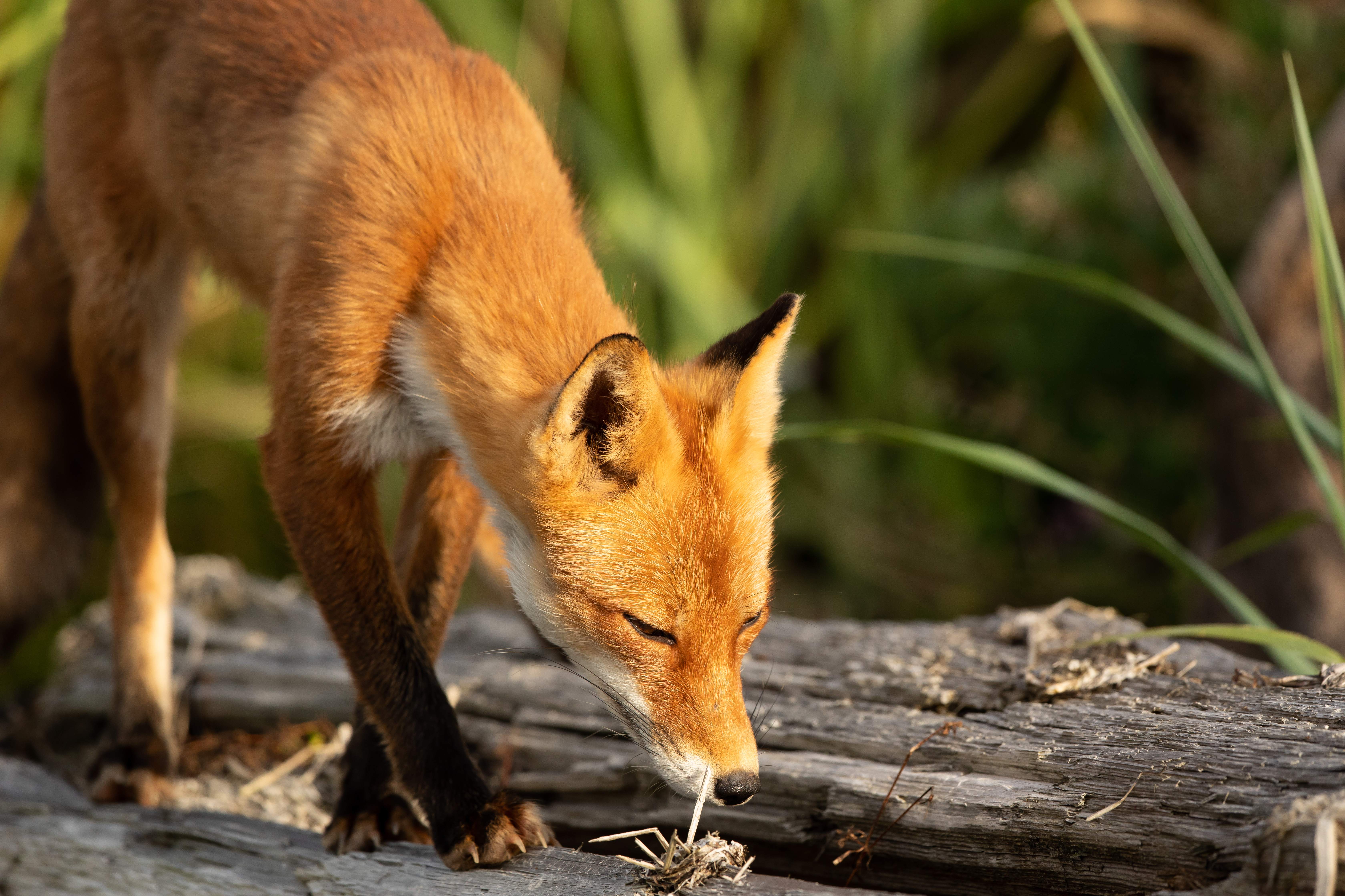 Red fox videos