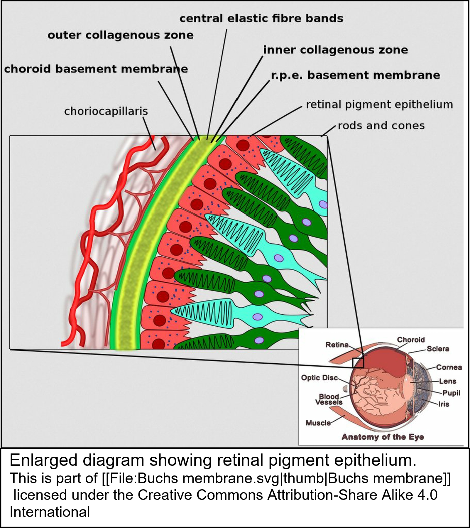 Amsler's Chart- Procedure, Prerequisites, Scotoma, Interpretation,  Documention. (Video-2) 