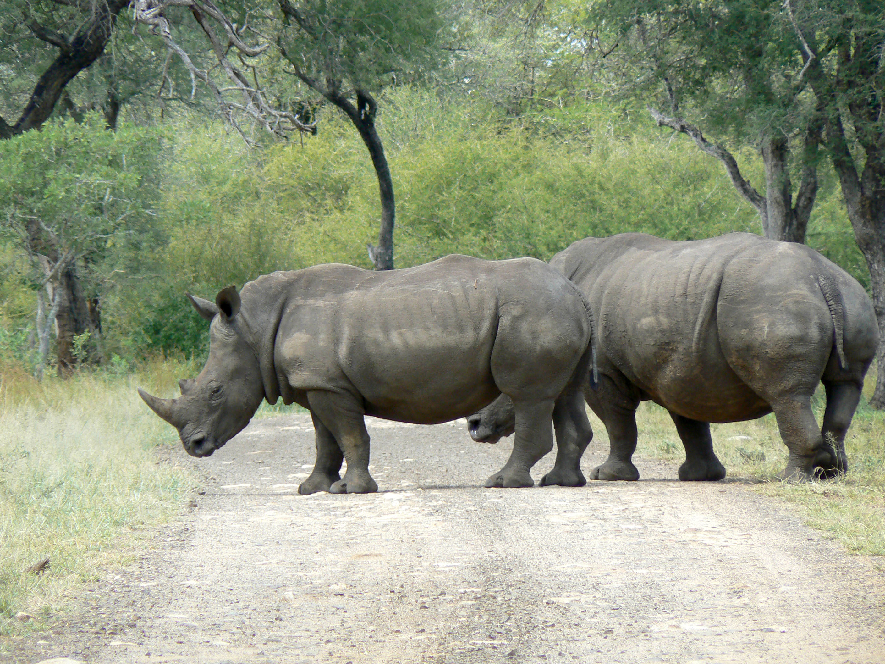 Носорог природная зона. Альбатрос уругвайского носорог. Самка носорога. Живот носорога.