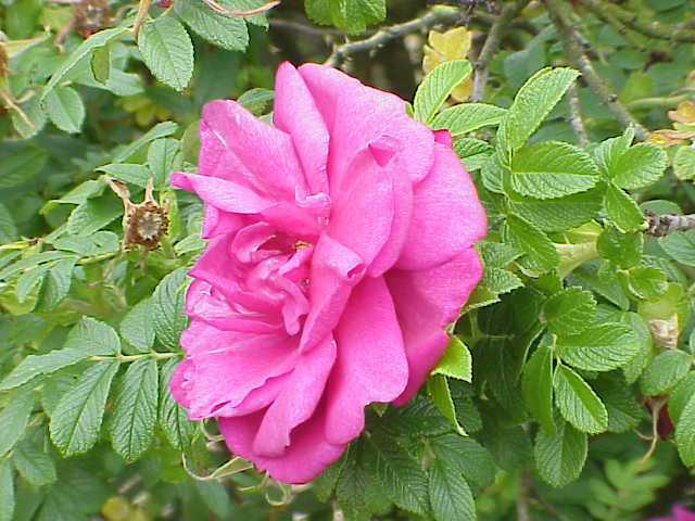 File:Rosa rugosa7.jpg