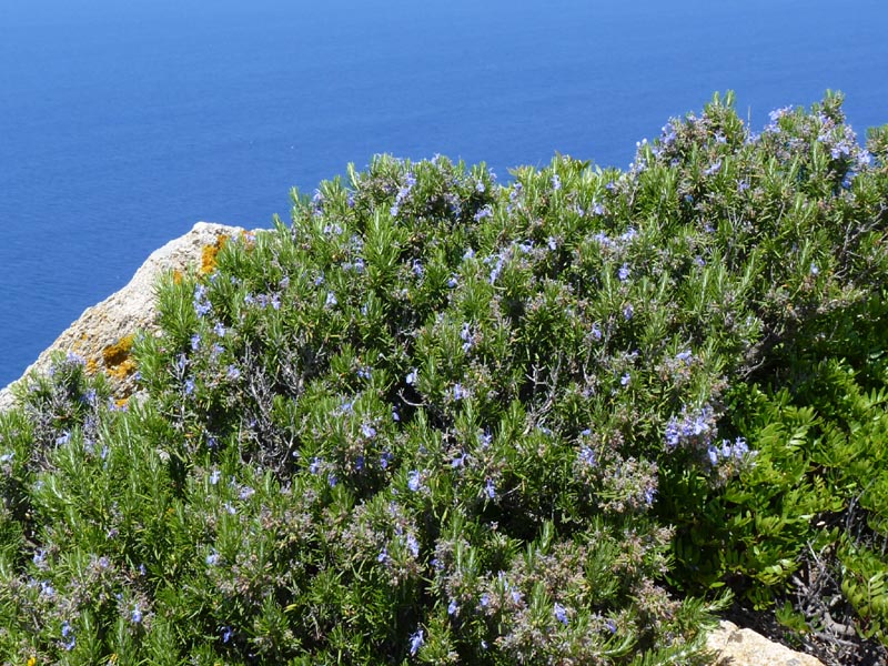 File:Rosmarinus officinalis 2 (Corse).JPG