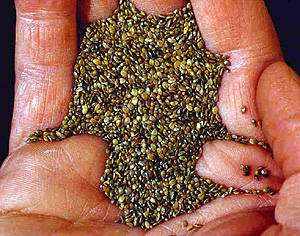 Chia (salvia columbariae) seeds are integral to the Tongva diet.