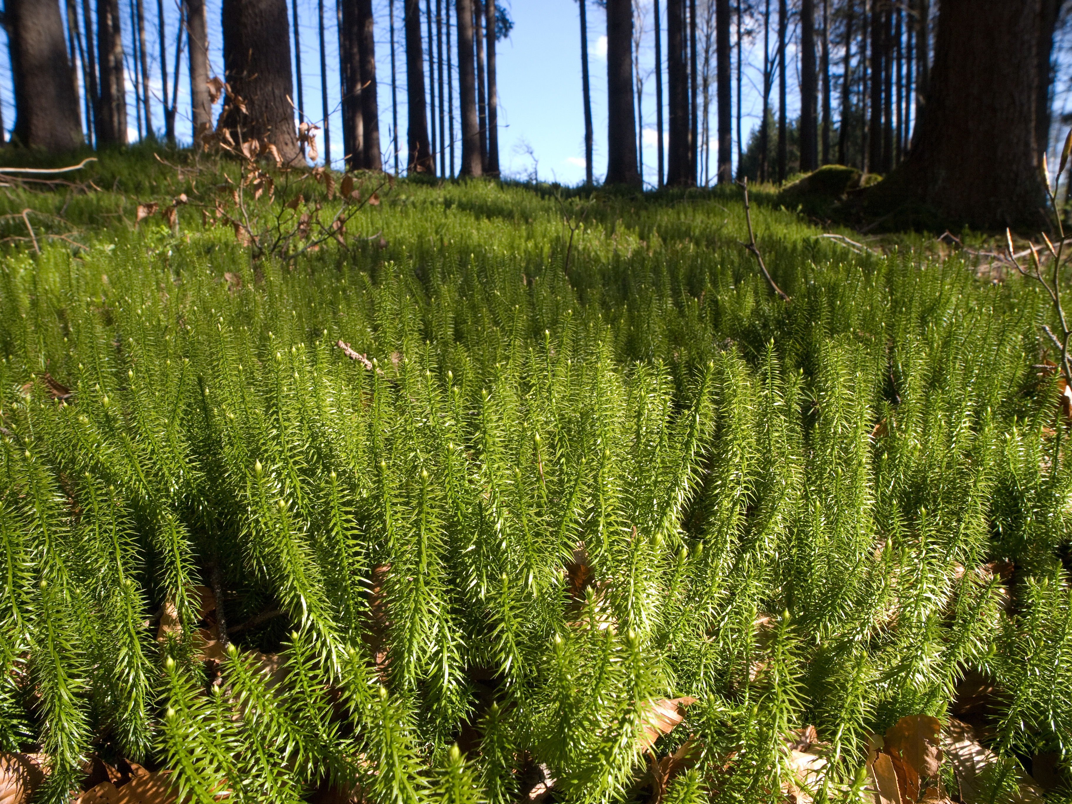 Фотографии плаунов. Плаун Баранец. Плаун (Lycopodium). Плаун булавовидный, хвощи. Плаун годичный (Lycopodium annotinum).