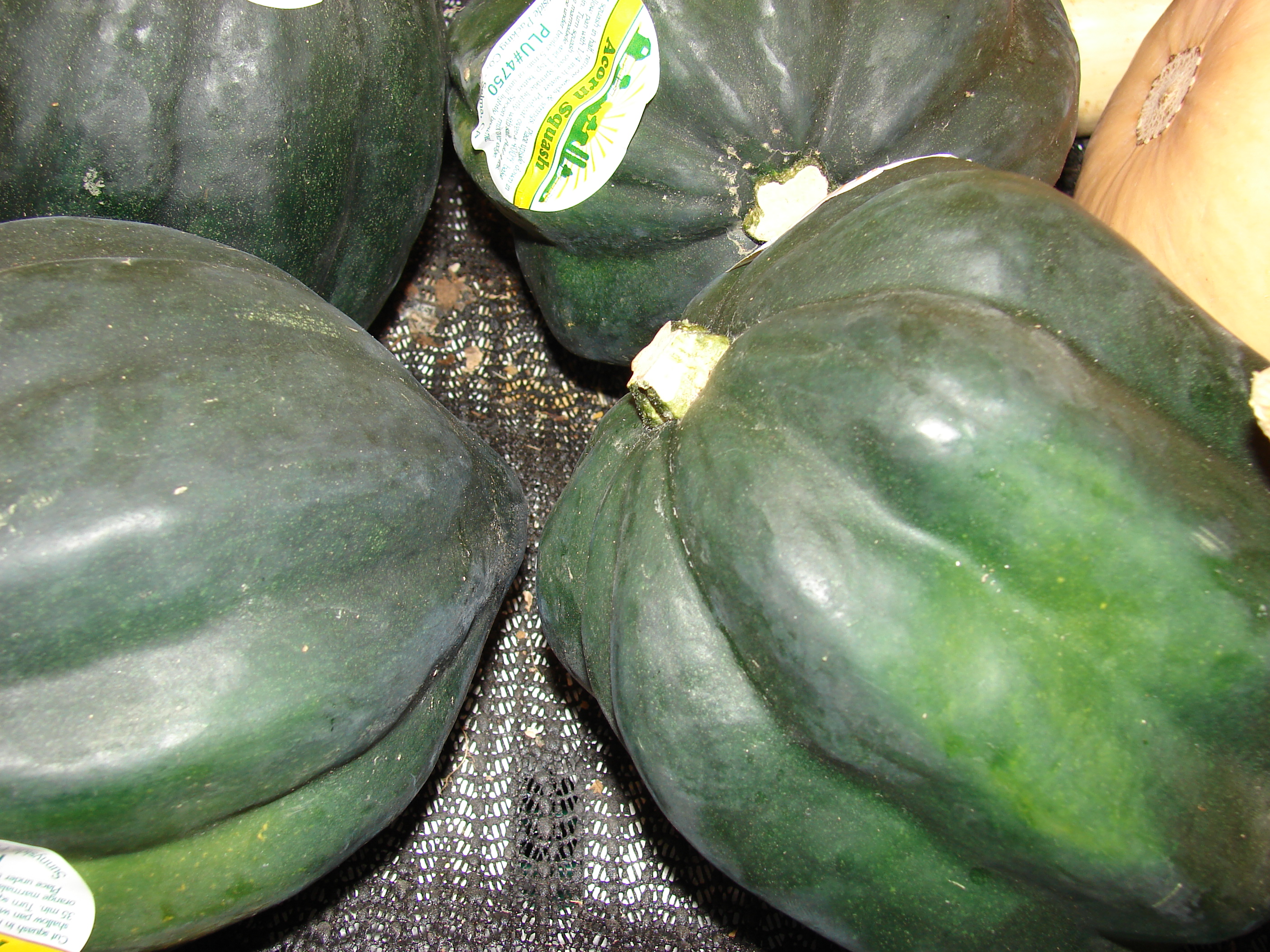 acorn squash