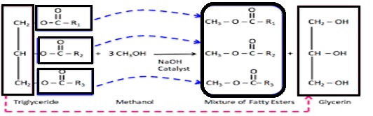 TRANSESTERIFICATION REACTION.jpg