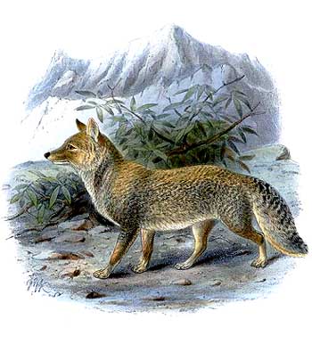 File:Tibet Fox.jpg