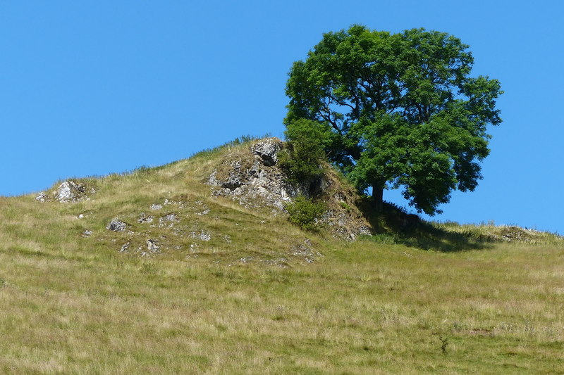 File:Tree and rocky crag overlooking Mill Dale - geograph.org.uk - 4786353.jpg