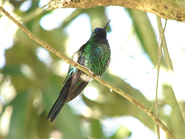 File:Violet-capped Woodnymph.jpg