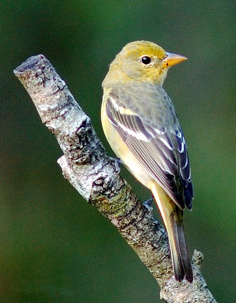 File:Western Tanager (femelle).jpg