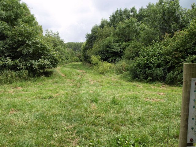 Widbrook Wood