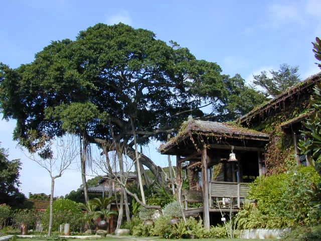 File:人文庭園-大榕樹.JPG