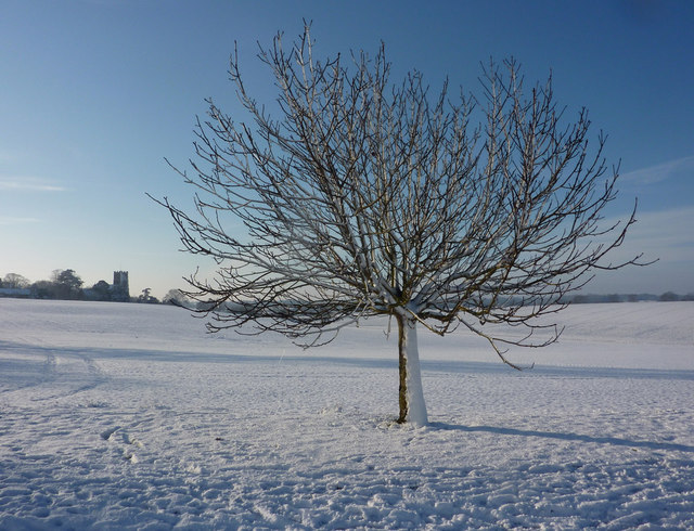 File:A tree by Parnell Lane - geograph.org.uk - 1625640.jpg