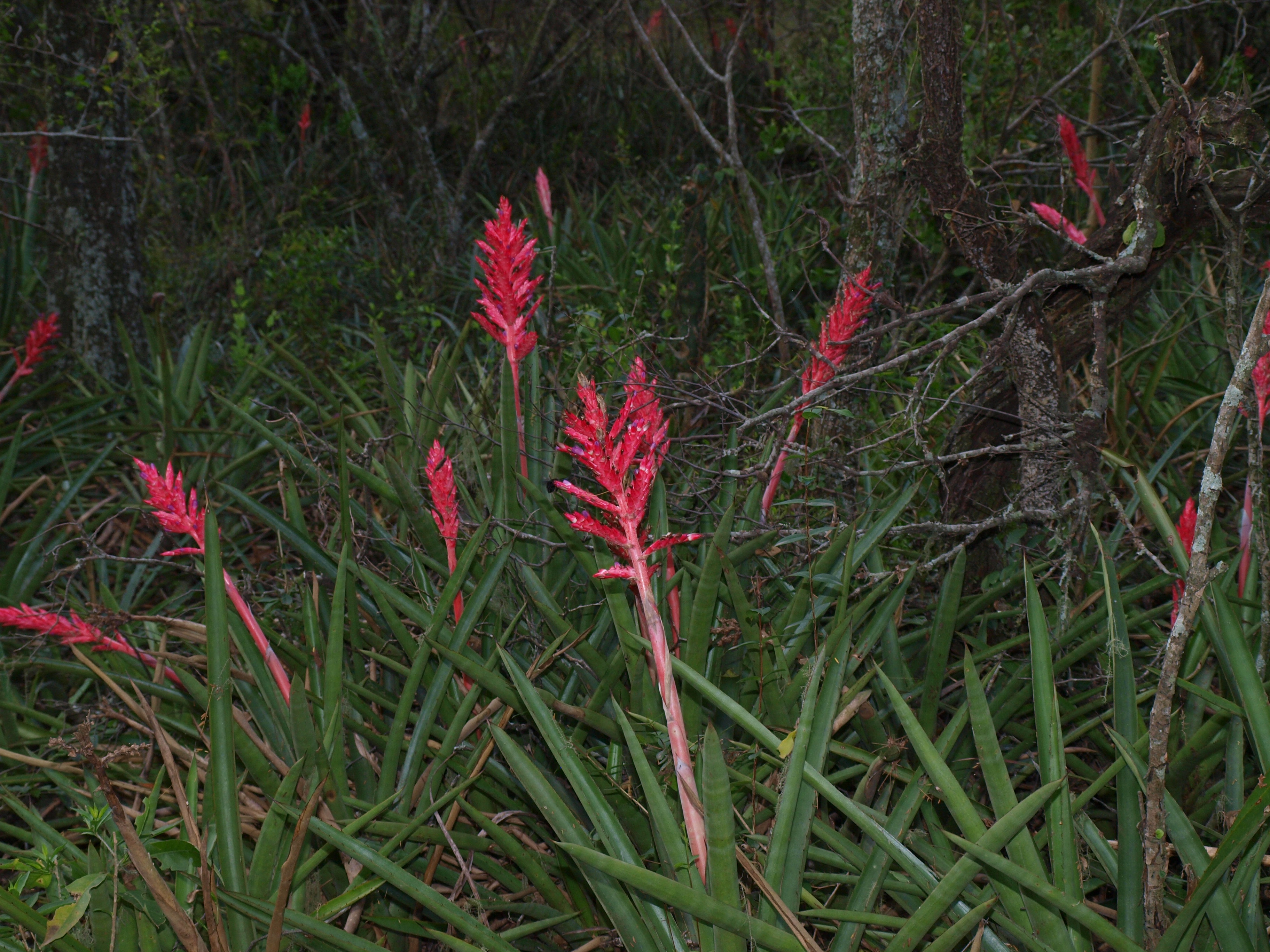 File:Aechmea distichantha en flor.JPG - Wikimedia Commons