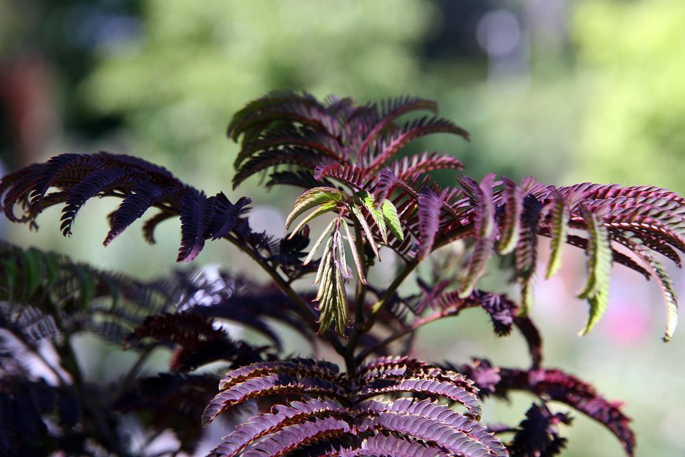 File Albizia Julibrissin Summer Chocolate 4zz Jpg Wikimedia Commons