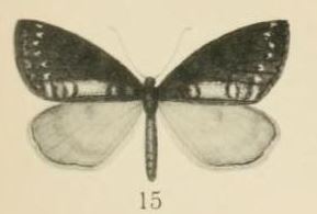 <i>Oreometra</i> Genus of insects