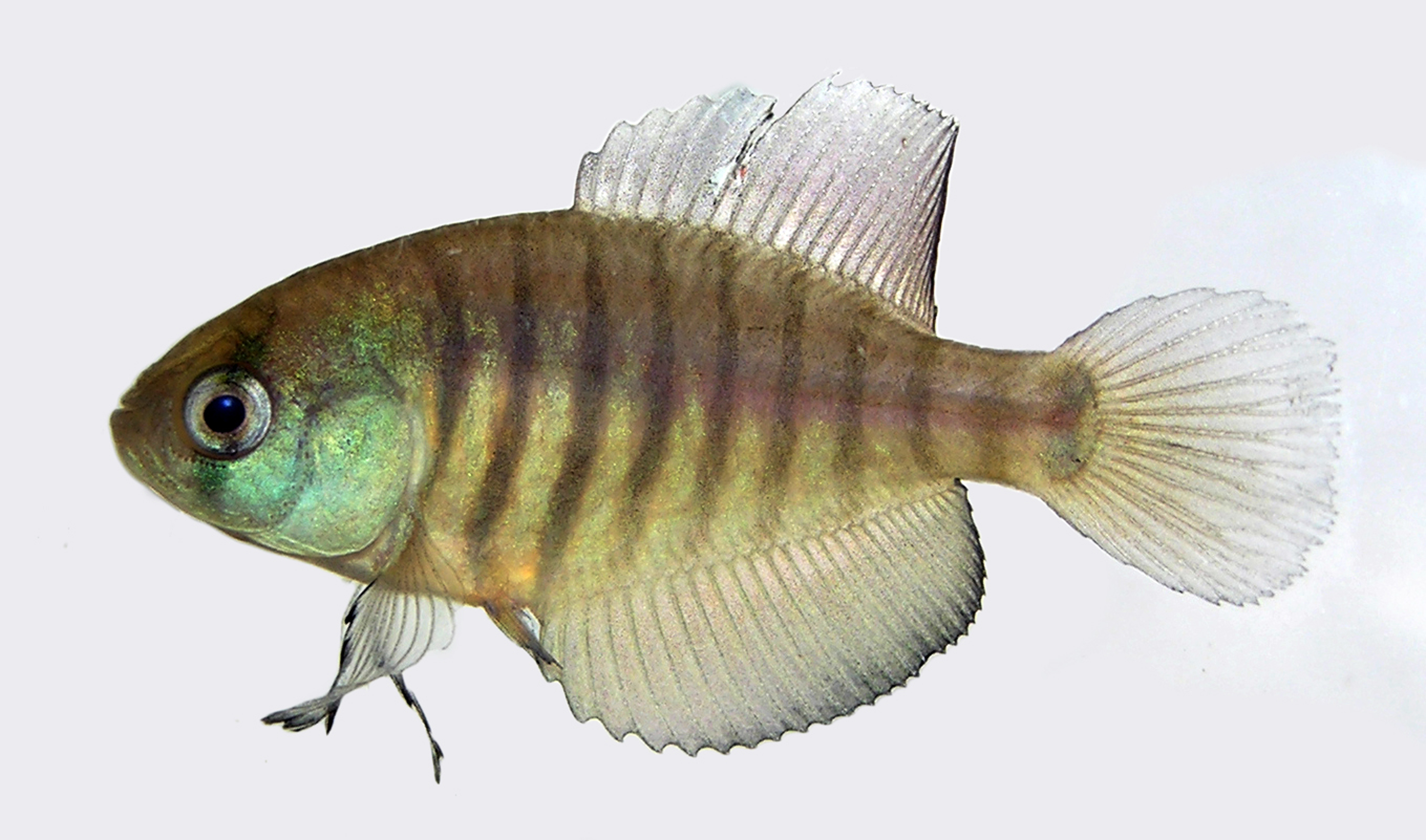 Austrolebias cheradophilus sampled in Jaguarão River , Patos-Mirim