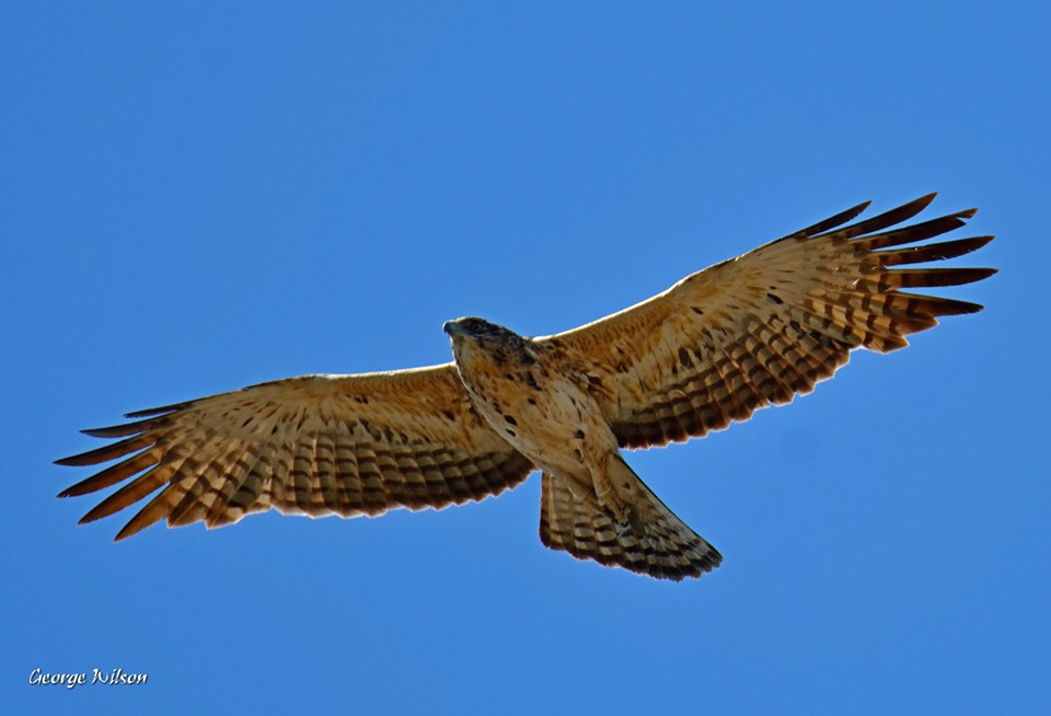 Ayres' Hawk Eagle00.jpg