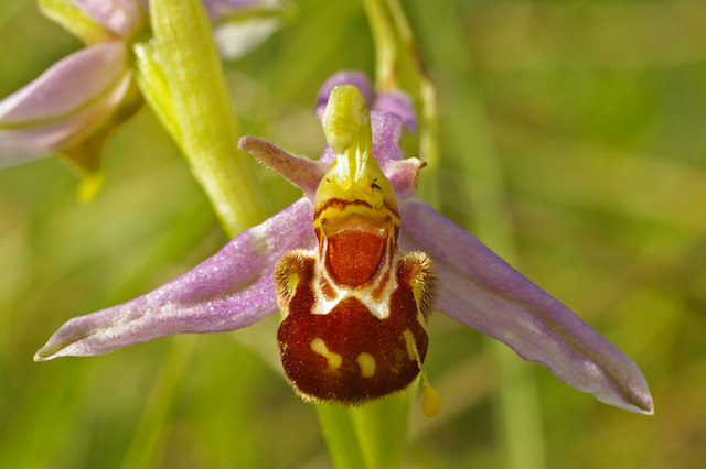 File:Bee Orchid (Ophrys apifera) - geograph.org.uk - 1347526.jpg