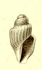 <i>Belalora striatula</i> Species of gastropod