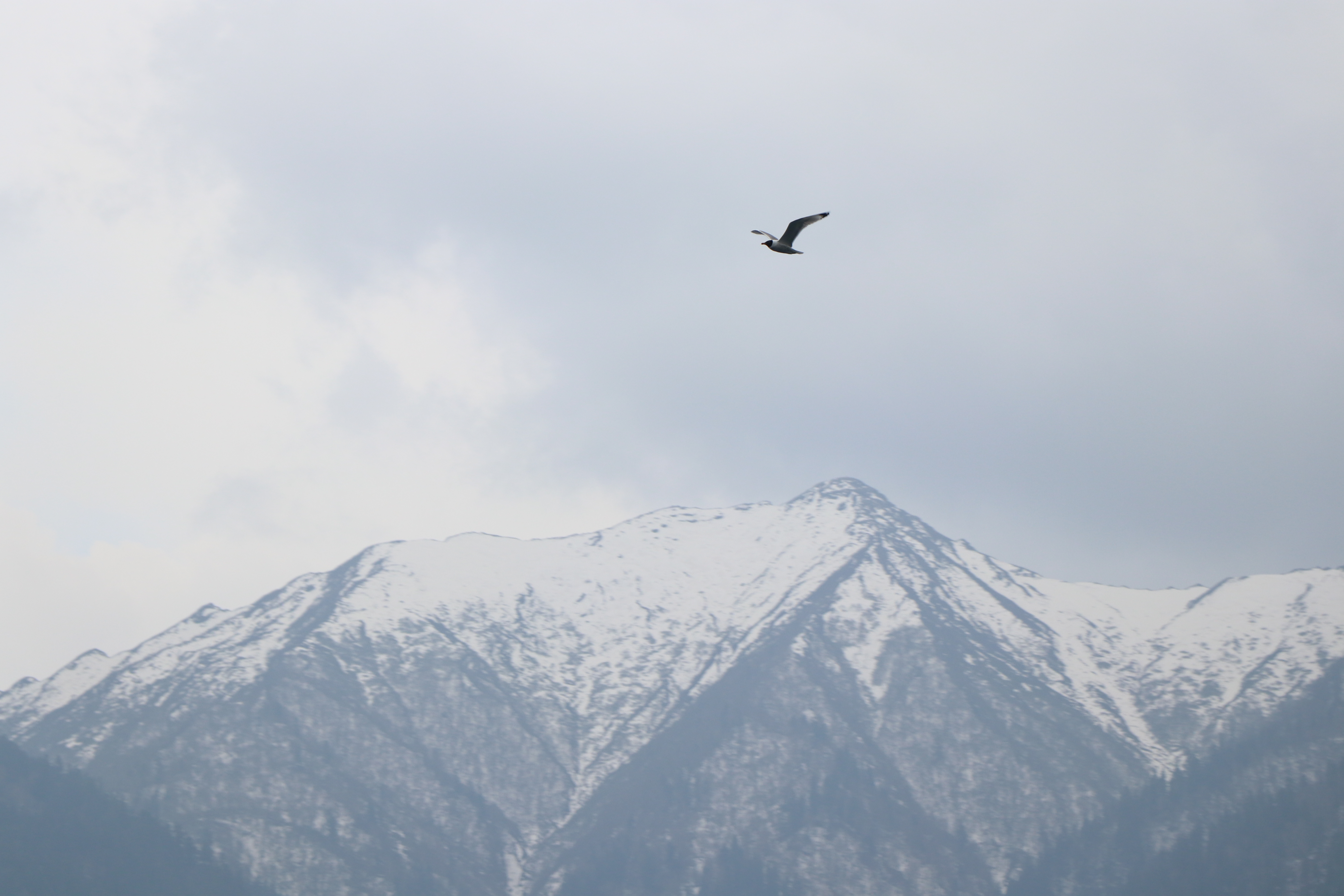 File Bird Flying By Mountains At Rara National Park Jpg Wikimedia Commons