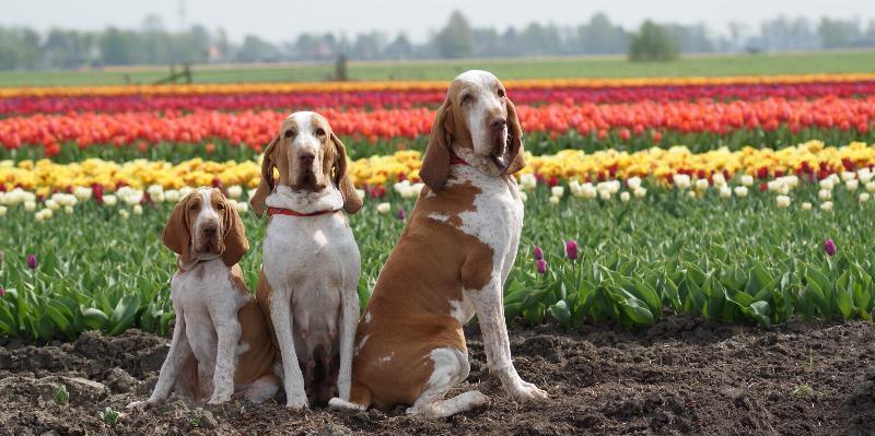 File:Bracco italiano in zuidermeer nl.jpg