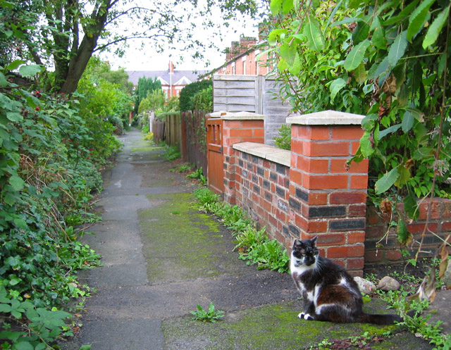 File:Cat at Hawthorn Avenue, Crewe Road - geograph.org.uk - 258935.jpg