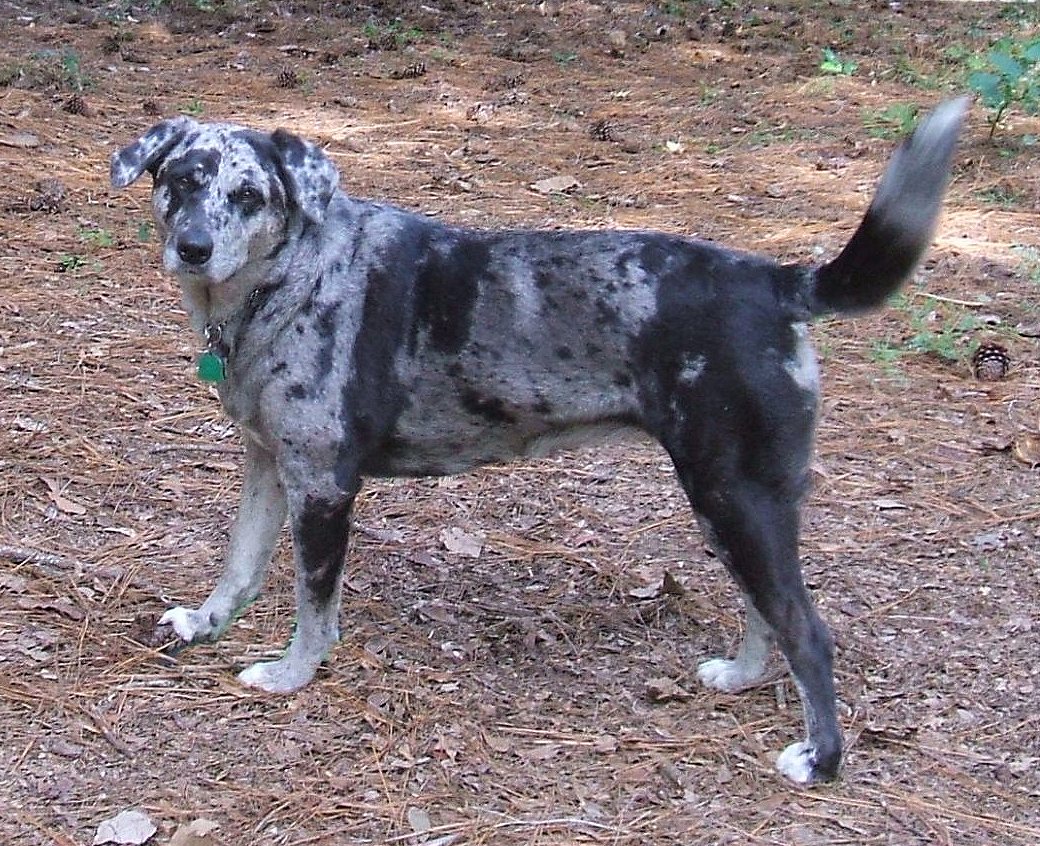 File:Grey Leopard Catahoula.jpg - Wikipedia