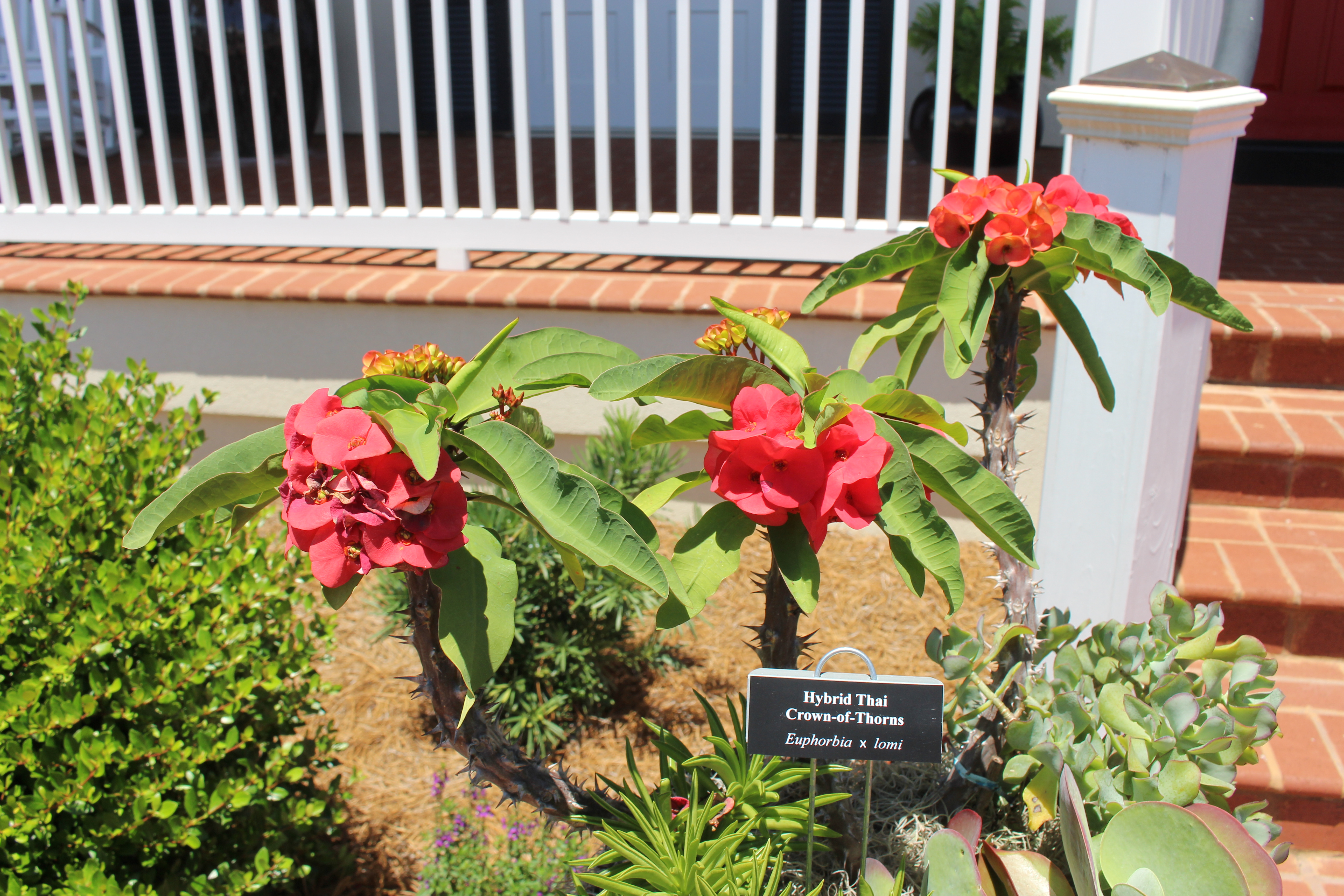 File Coastal Georgia Botanical Gardens Hybrid Thai Crown O Thorns