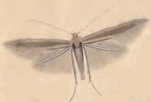 <i>Coleophora lusciniaepennella</i> Species of moth