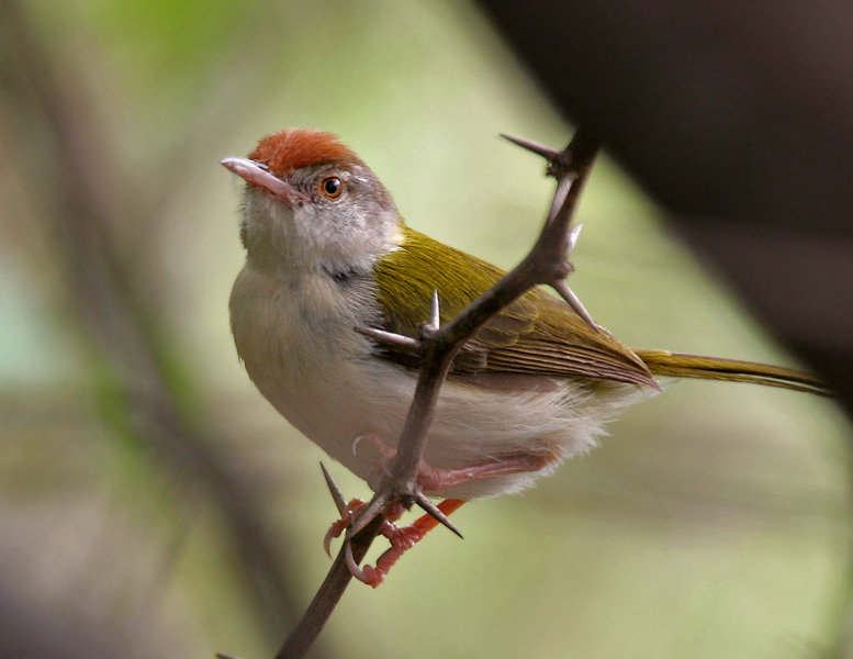 File:Common Tailorbird (Orthotomus sutorius) in Hyderabad, AP W IMG 7561.jpg