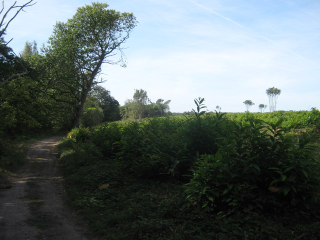 File:Coppiced area beside the North Downs Way - geograph.org.uk - 1456163.jpg