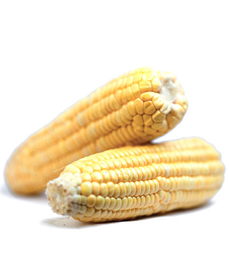 File:Corn picture.jpg