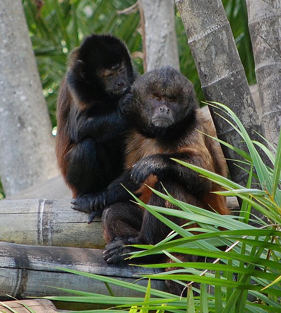 Macaco prego de crista hi-res stock photography and images - Alamy