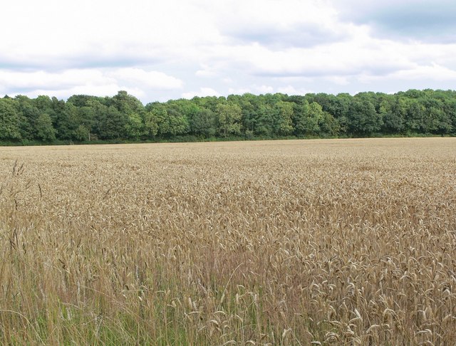 File:Crops and woodland - geograph.org.uk - 931487.jpg