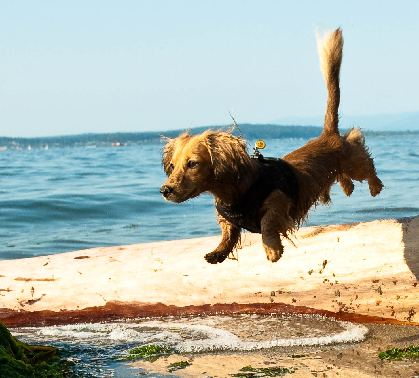 Dachshund crossing log