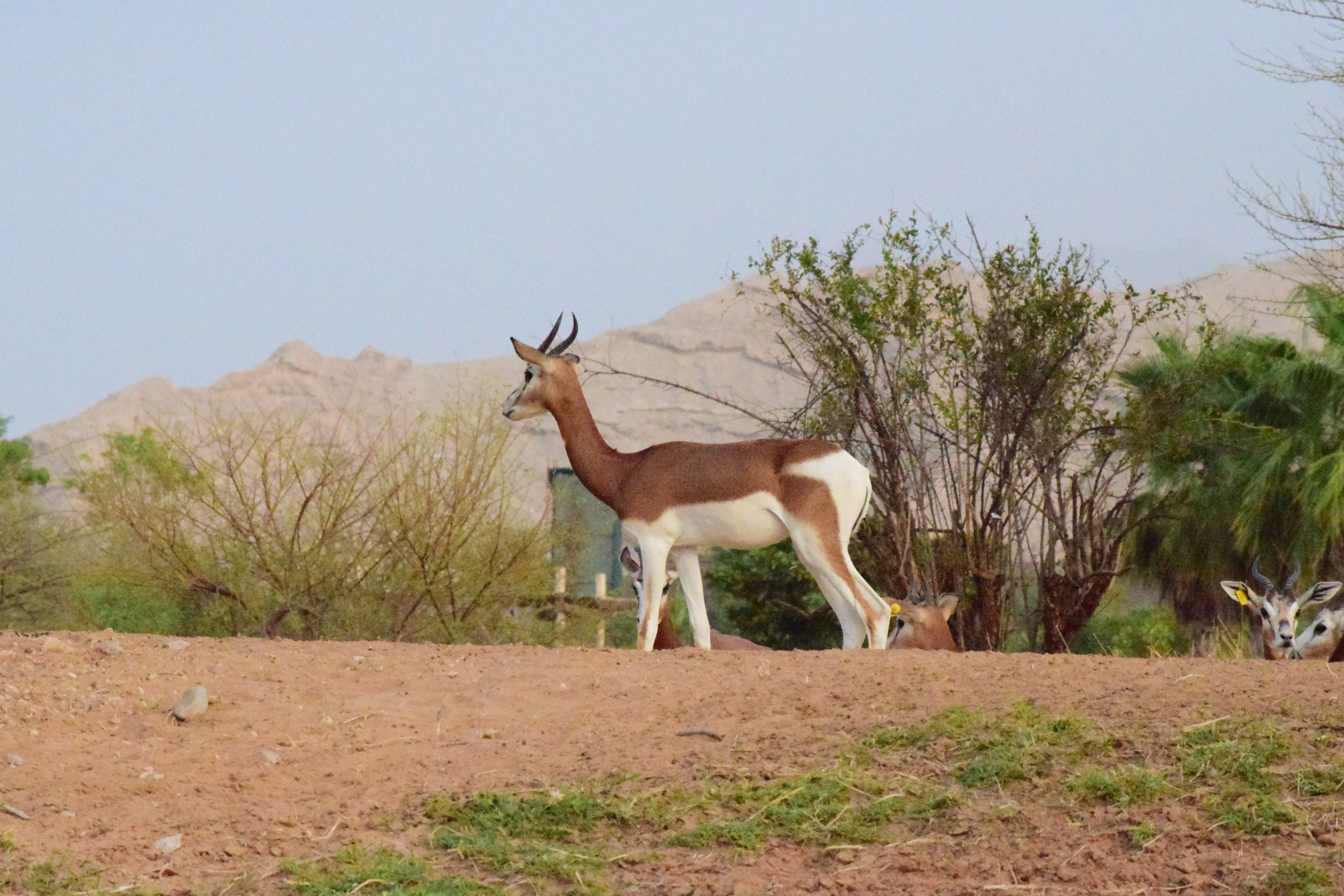 Al ain zoo