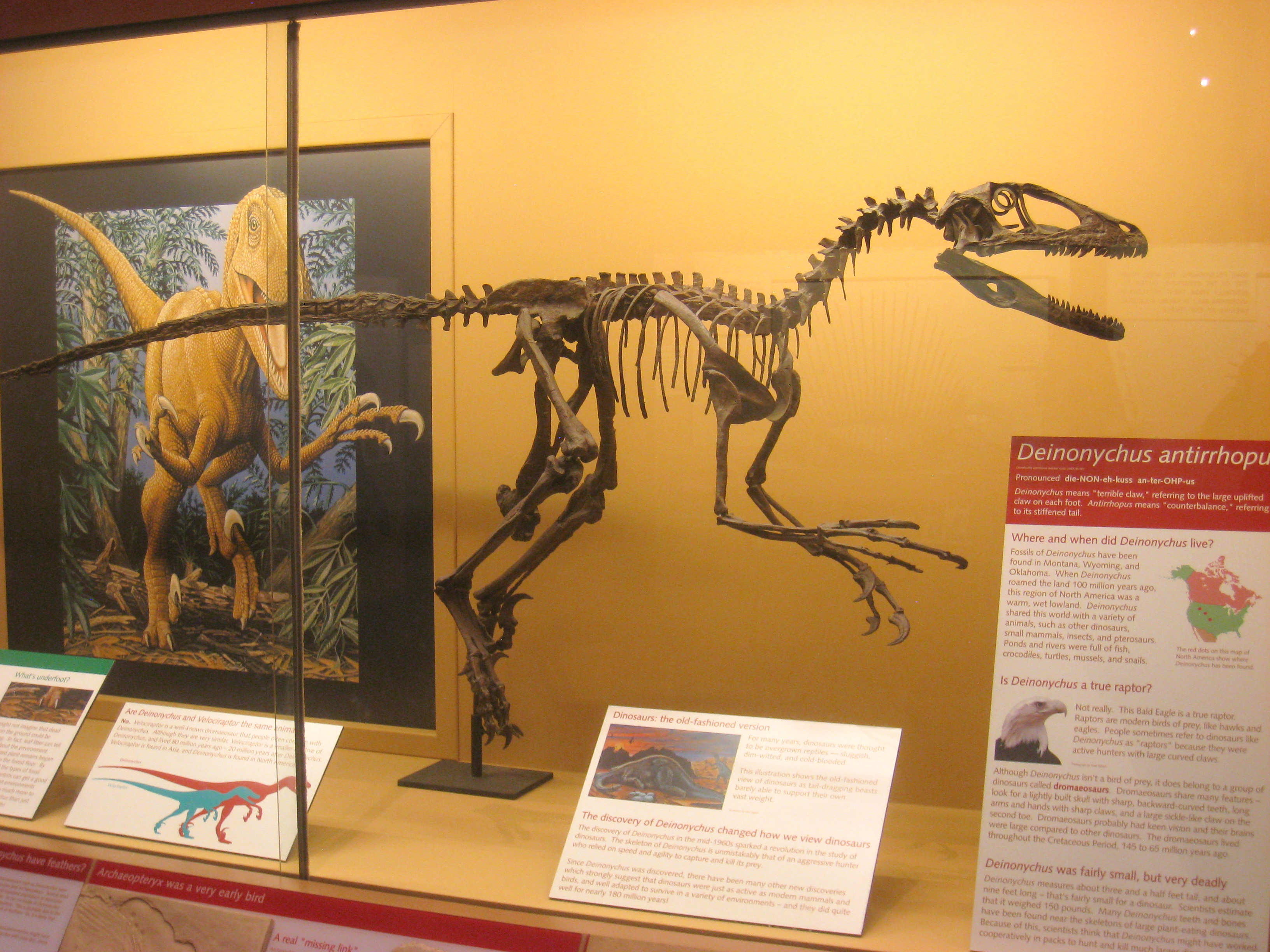 Deinonychus  Natural History Museum