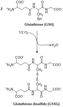 disulfide bridge structure