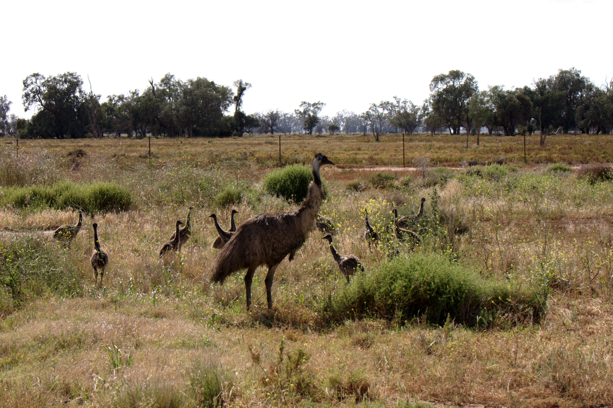 A lot of emu farms