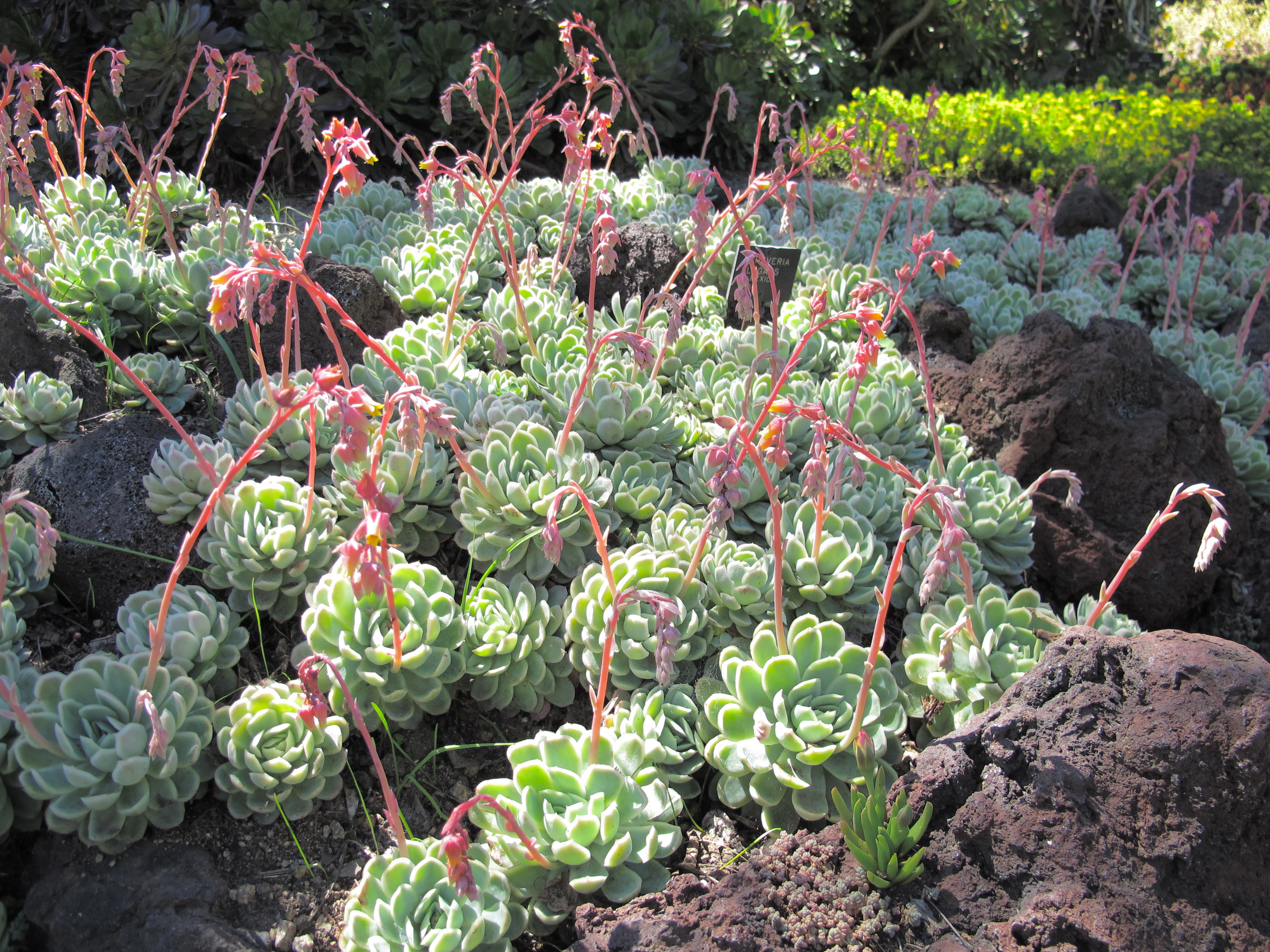 Elegans echeveria 41 Awesome