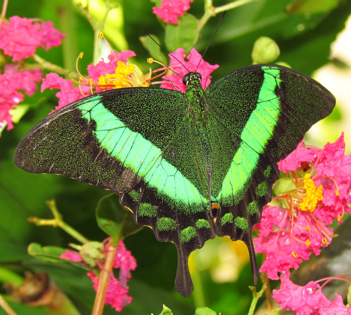 Papilio palinurus, the emerald swallowtail, emerald peacock, or green-bande...