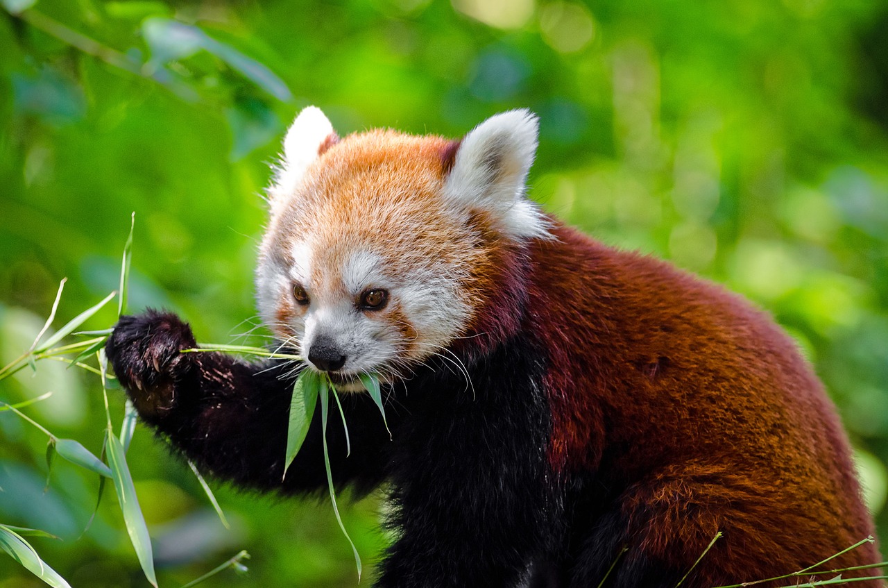 Fichier:Endangered Red Panda.jpg — Wikipédia